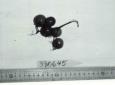 Click for 1 image(s) for this accession. FRUIT